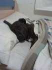 perro desaparecido - mejor precio | unprecio.es