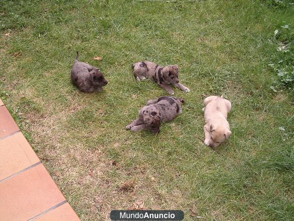 REGALO CACHORROS