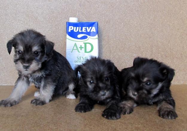 SCHNAUZER MINIATURA