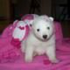 cachorro samoyedo impresionante - mejor precio | unprecio.es