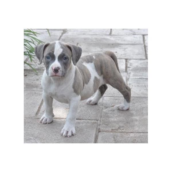 Cachorros American Pitbull Terrier