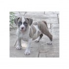 Cachorros American Pitbull Terrier - mejor precio | unprecio.es