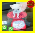 Comprar cachorro chihuahua toy en madrid - mejor precio | unprecio.es