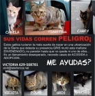 GATITOS ENVENENADOS EN LA SIERRA, Madrid. AYUDA - mejor precio | unprecio.es