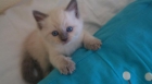 Gatitos RAGDOLL - mejor precio | unprecio.es
