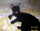Jinx preciosa gatita pantera en adopción - mejor precio | unprecio.es
