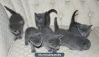Los gatitos Rusia azul - mejor precio | unprecio.es