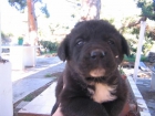 REGALO CACHORROS - mejor precio | unprecio.es