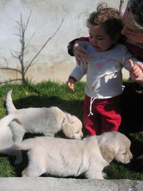 *preciosas golden retriever con pedigree*