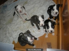 american staffordshire terrier - mejor precio | unprecio.es