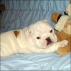 cachorro bulldog excelente - mejor precio | unprecio.es