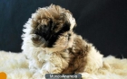 Camada de shih tzu , perritos con dos meses - mejor precio | unprecio.es