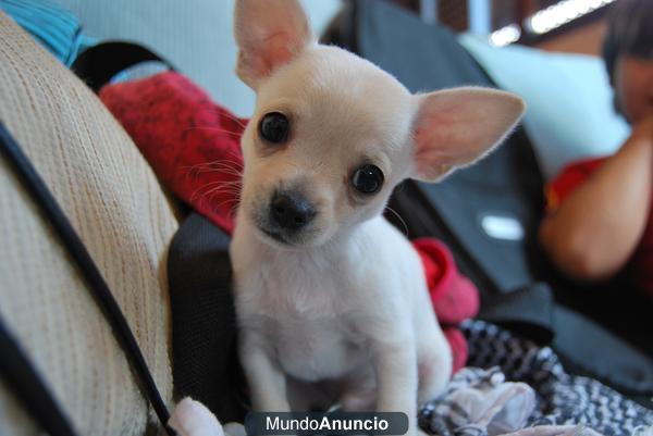 Chihuahua macho busca novia