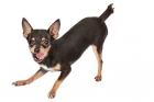 Chihuahuas miniaturas con pedigree - mejor precio | unprecio.es