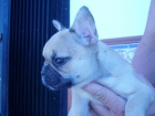 COMPRO UN CACHORRO BULDOG FRANCES, COLOR CANELA - mejor precio | unprecio.es
