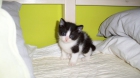 GATITOS EN ADOPCION DE 5 SEMANAS - mejor precio | unprecio.es