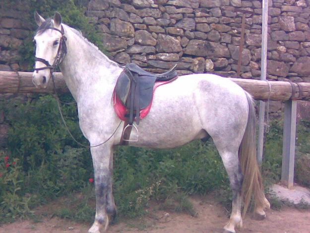 PUPILAJE PARA CABALLOS HUESCA