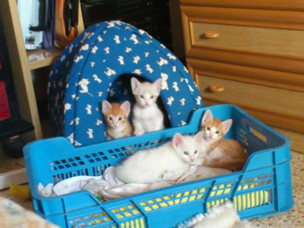 Se regalan gatitos. Es regalen gatets