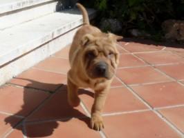 shar pei camada