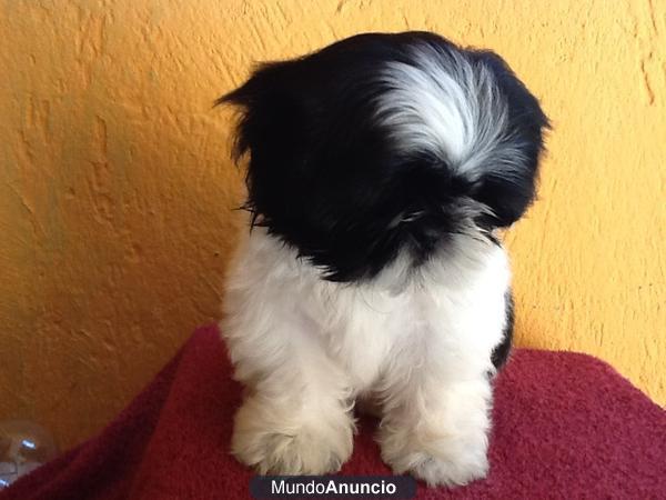 Shih tzu camada