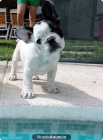 PRECIOSO cachorro MACHO BULLDOG FRANCÉS - mejor precio | unprecio.es