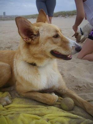 ADOPTA A NOA, BUSCA UN HOGAR..