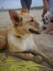 ADOPTA A NOA, BUSCA UN HOGAR.. - mejor precio | unprecio.es