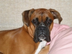 Boxer busca novia - mejor precio | unprecio.es
