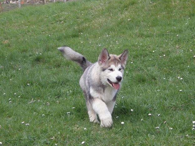 Cachorro macho de Alaskan Malamute