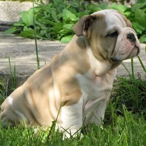 Consigue gratis un cachorro bulldog Inglés por adopción.