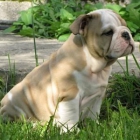 Consigue gratis un cachorro bulldog Inglés por adopción. - mejor precio | unprecio.es