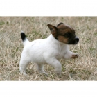 Hermoso CKC Jack Russell Cachorros a la venta. - mejor precio | unprecio.es