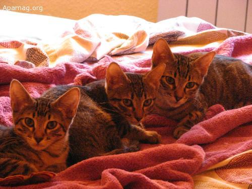 Lula, Chucho y Lunar, gatos en acogida o adopción