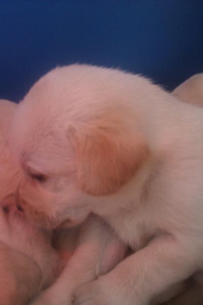magnificos labradores