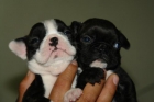 mis bulldog frances - mejor precio | unprecio.es