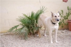 Misty, perrita preciosa 3 años busca un hogar - mejor precio | unprecio.es