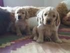 Preciosos cocker dorados oferta - mejor precio | unprecio.es