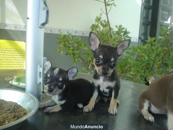 presioso chihuahua en venta