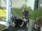 presioso chihuahua en venta - mejor precio | unprecio.es