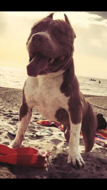 proxima camada american staffordshire terrier y american bully