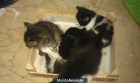 Regalo 5 gatitos (3 hembras + 2 machos) con 5 semanas - mejor precio | unprecio.es