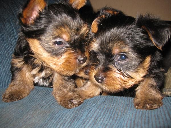 se vende 2 cachorros de yorkshire