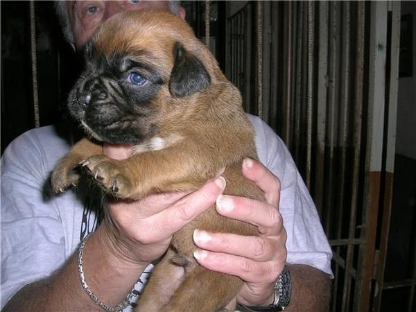 Venta de cachorros boxer