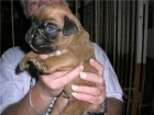 Venta de cachorros boxer - mejor precio | unprecio.es