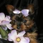 Yorkies Magnificiant para hermosa casa buena (disponible) - mejor precio | unprecio.es