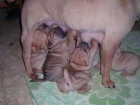 CACHORROS SHAR PEI 2ª CAMADA DRACO Y GORTIDA PEDIGREE LOE - mejor precio | unprecio.es