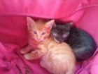 Dos gatitos en adopción - mejor precio | unprecio.es