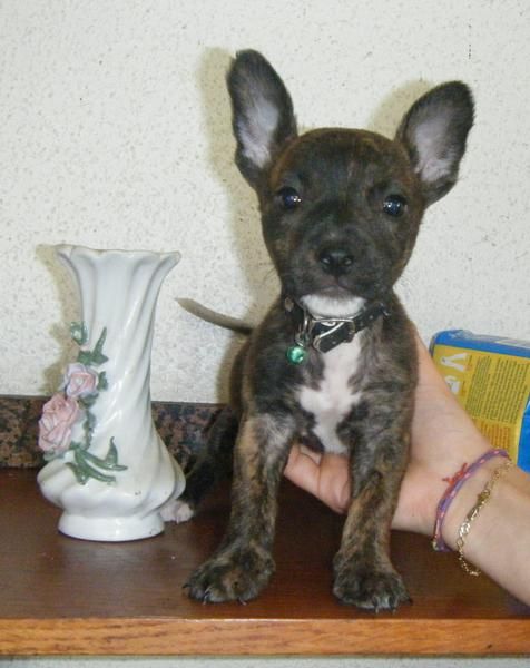 Boxer toy ( mini ) Ultimo cachorro!!