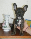 Boxer toy ( mini ) Ultimo cachorro!! - mejor precio | unprecio.es