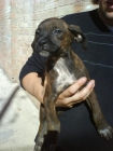 Boxer x Villano de Encartaciones - mejor precio | unprecio.es